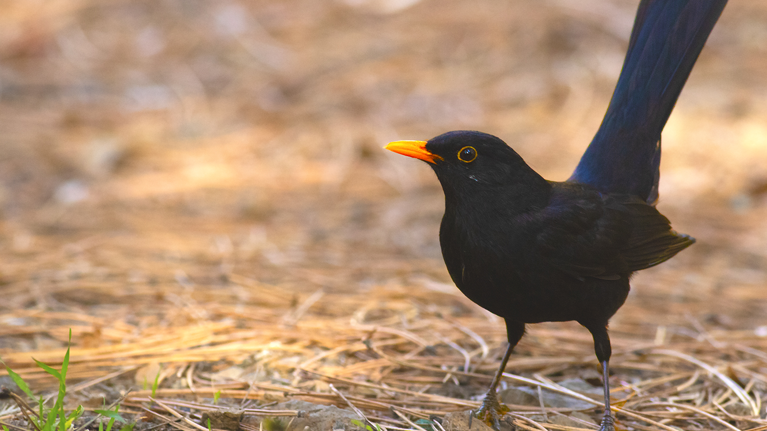 Eurasian Blackbird
